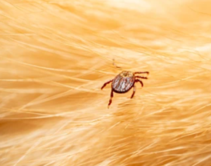 Ticks Control Services in Sharjah