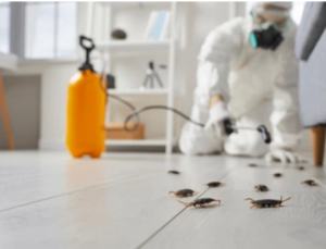 Pest Control Services for Real Estate