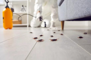 Aim Premium Pest Control Services in Dubai 