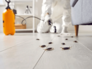 What to Expect During Pest Control Service