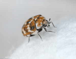 Signs of carpet beetle infestation 