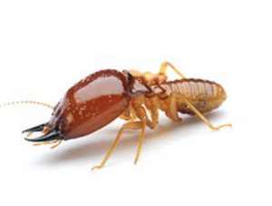 Dampwood Termites Control Services in Sharjah